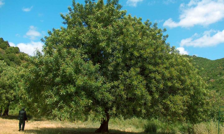 A lage Carob Tree in Sardinia, Italy