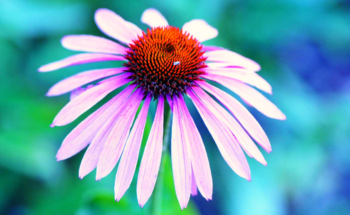 An Echinacea flower - Photo by Mabel Amber from Pexels
