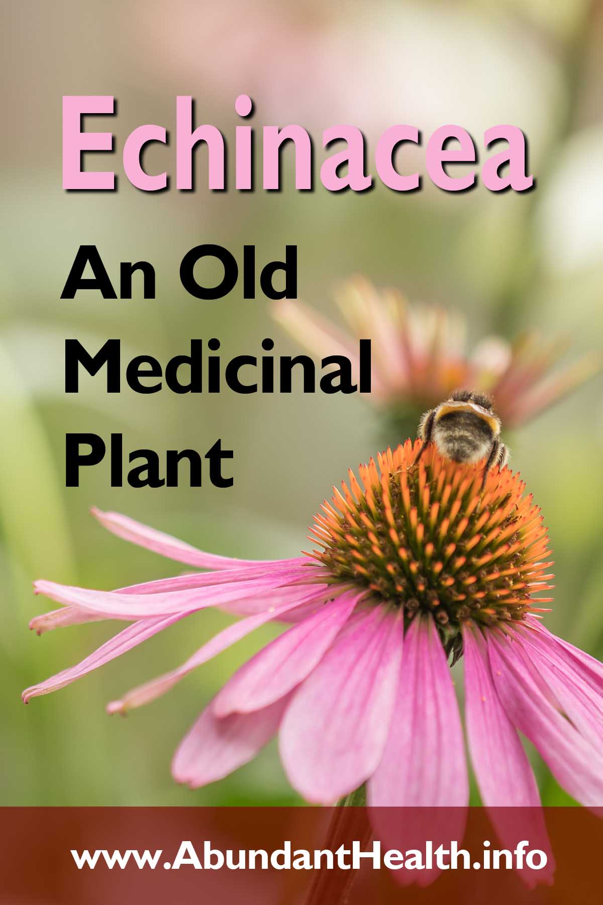 Echinacea - An Old Medicinal Plant