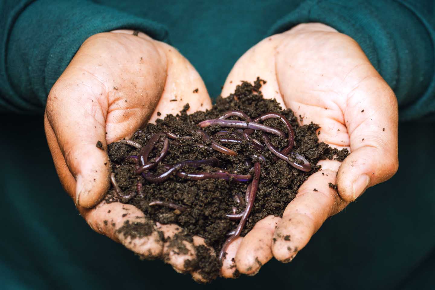 Organic soil with rainworms - Photo by Sippakorn Yamkasikorn from Pexels
