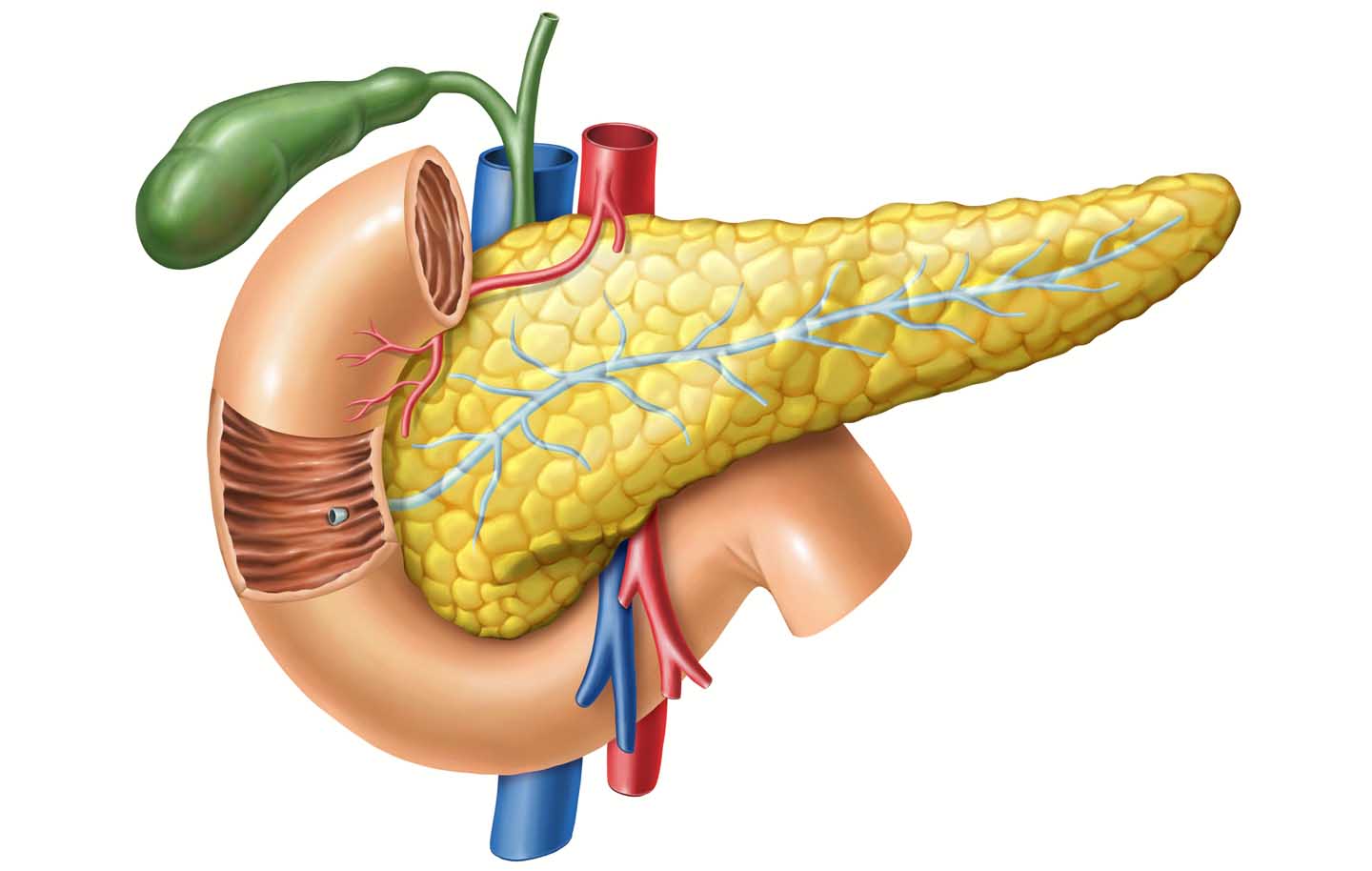 Anatomic drawing of the pancreas together with the bile duct