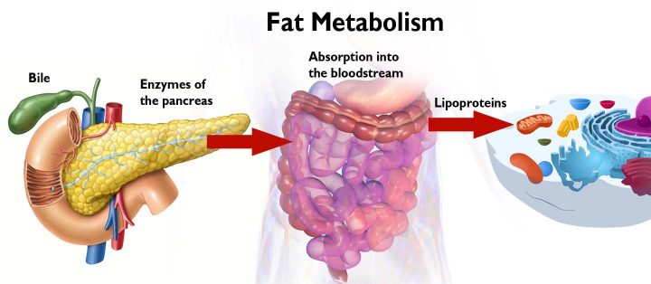 Diagram of the Fat Metabolism