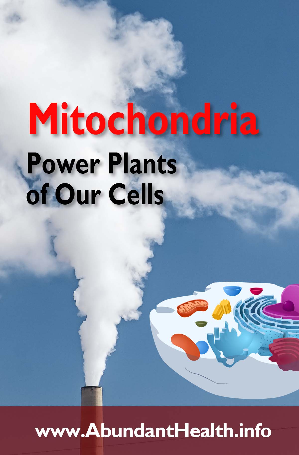 Mitochondria - Power Plants of Our Cells