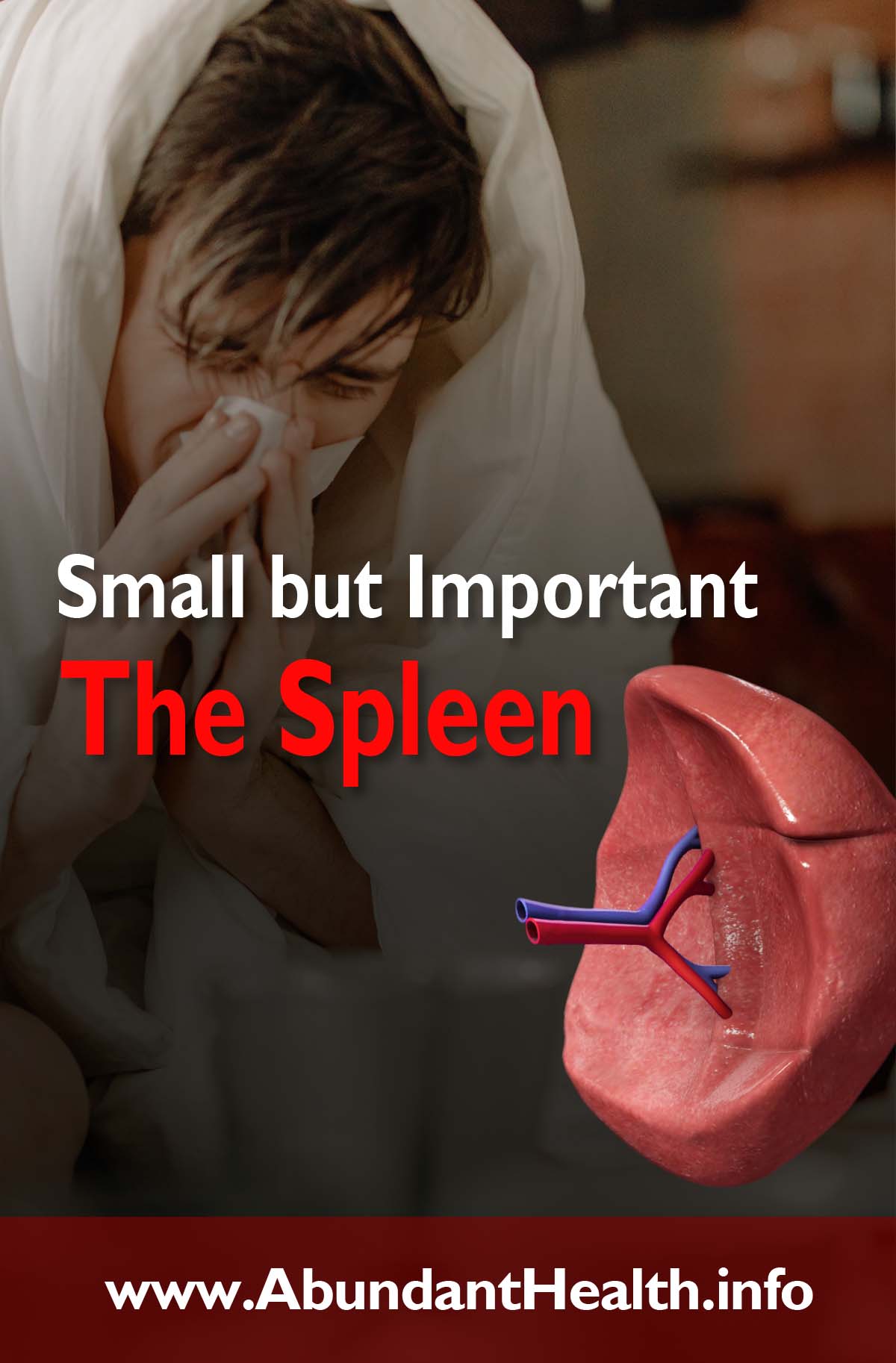 Small but Important - The Spleen
