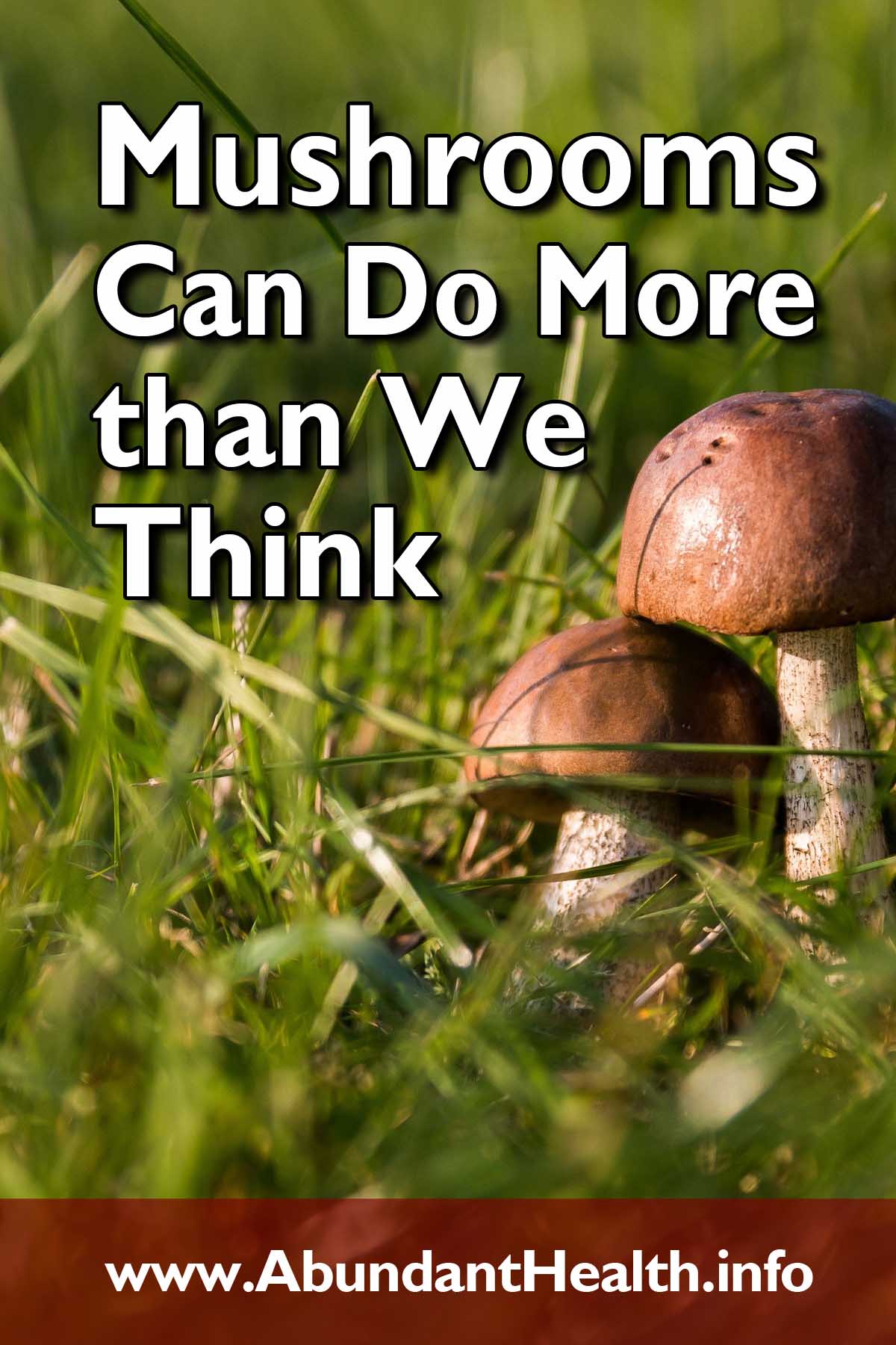 Mushrooms Can Do More than We Think