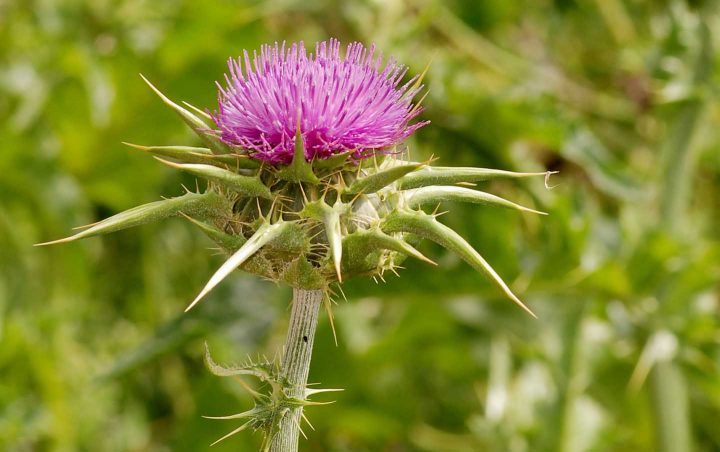 Milk thistle flower - By Alvesgaspar CC BY-SA 3.0, https://commons.wikimedia.org/w/index.php?curid=10109722