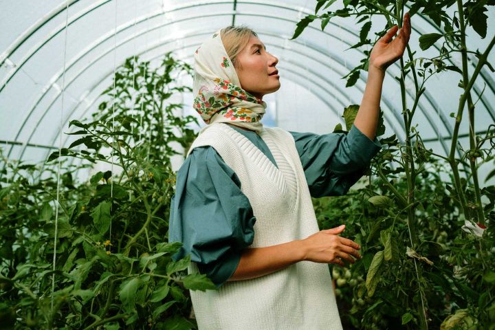 A woman caring for tomato plants