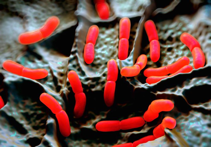 Uma ilustração de bactérias intestinais