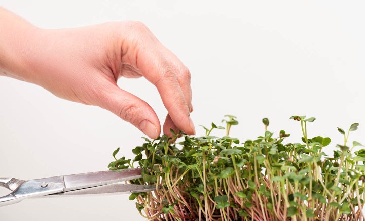 Harvesting microgreens with a scissor