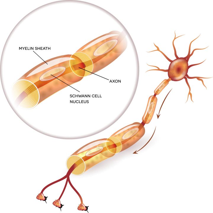 Illustration of a nerve cell and the myelin sheath