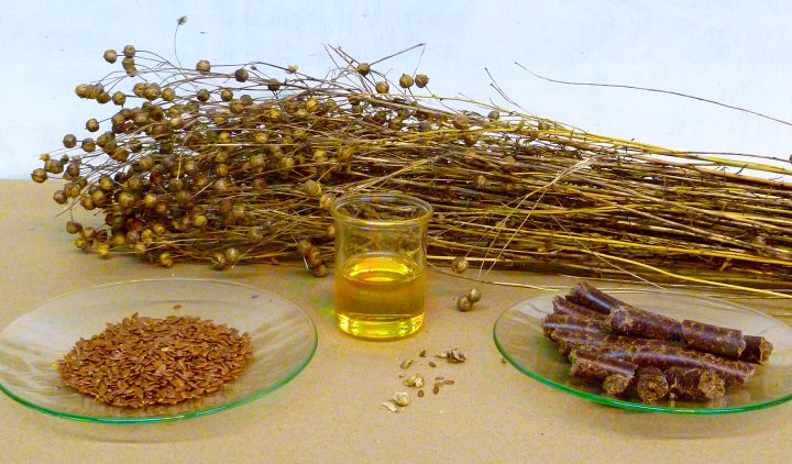 Flax plant, seeds and oil