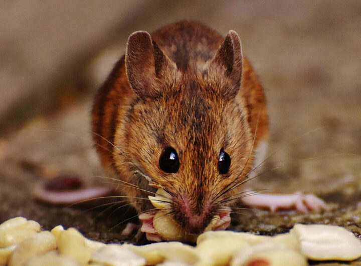 A mouse feeding on peanuts