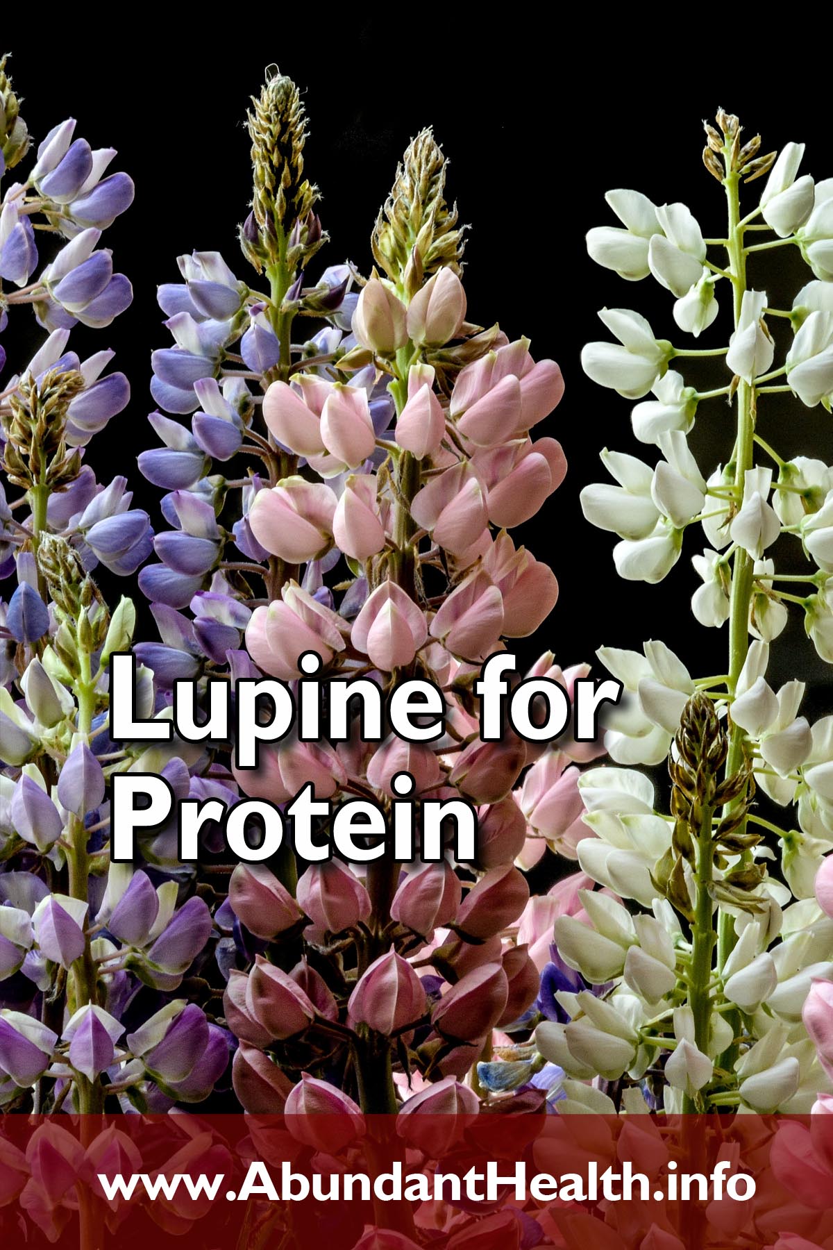 Lupine for Protein
