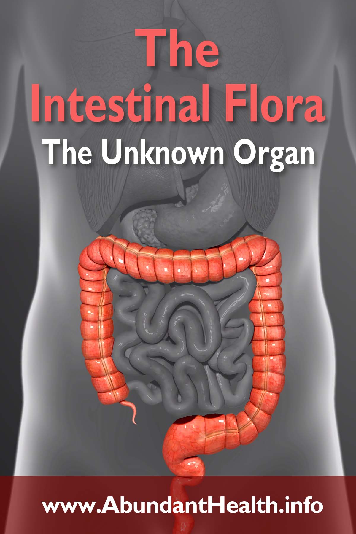The Intestinal Flora – The Unknown Organ