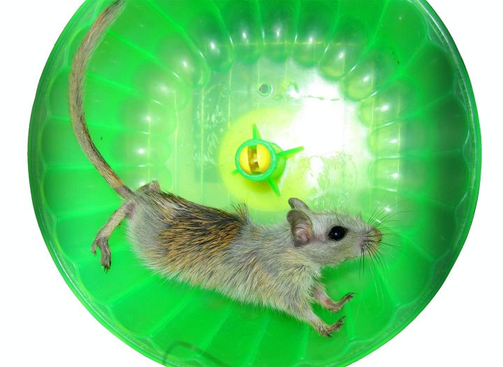 Mouse in exercise wheel