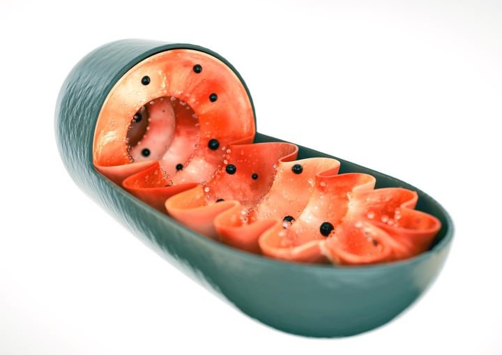 3D Rendering of a Mitochondria