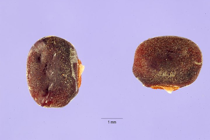 Seed of the African yam bean