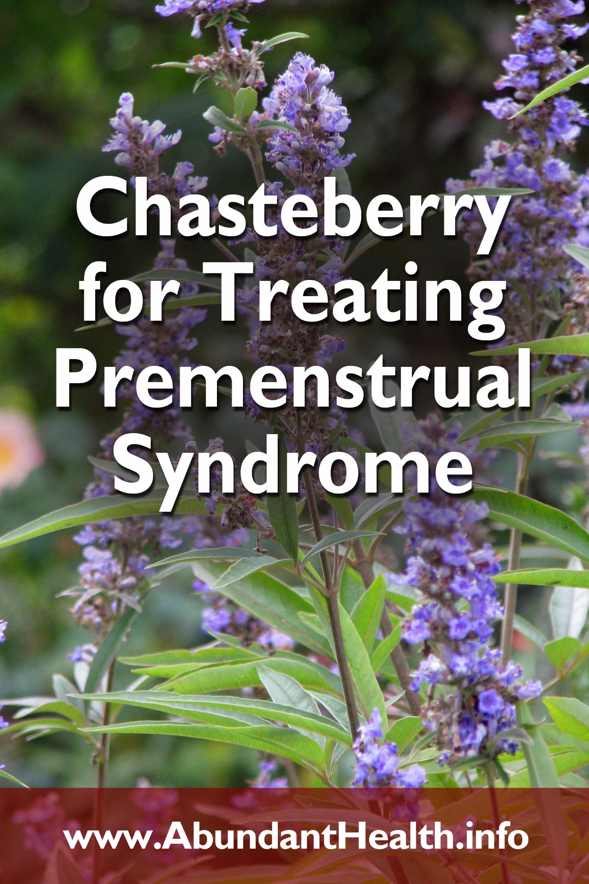 Chasteberry for Treating Premenstrual Syndrome