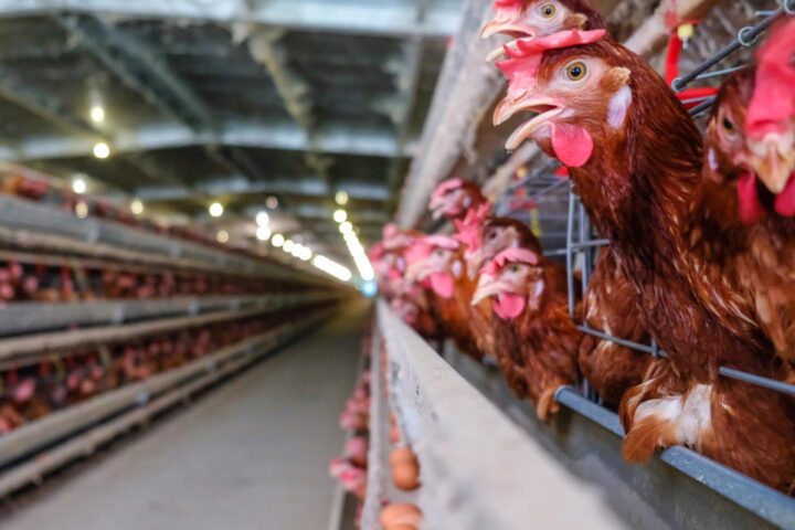 A poultry farm for egg production