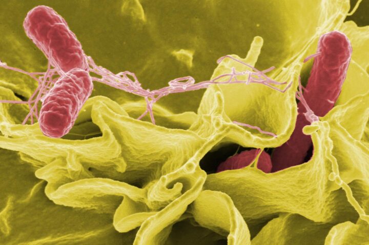 Salmonella invading cultured human cells