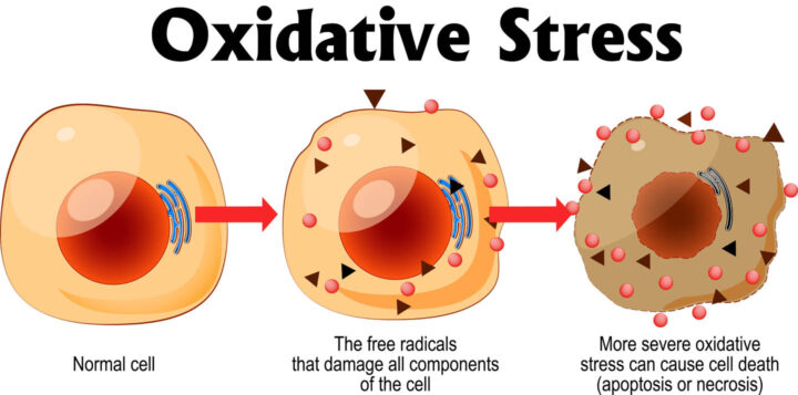 Free radicals attacking a cell