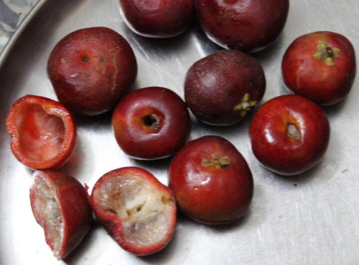Garcinia indica, also called kokum fruit