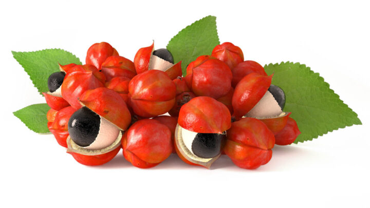 Guarana fruits with seeds
