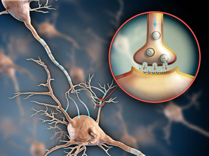 A synapse with neurotransmitters passing a nerve impulse