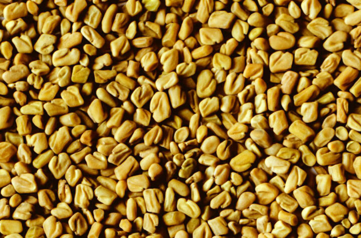 Fenugreek seeds