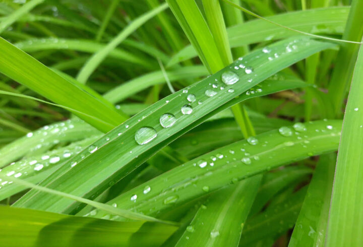 Leafs of Lemon Grass