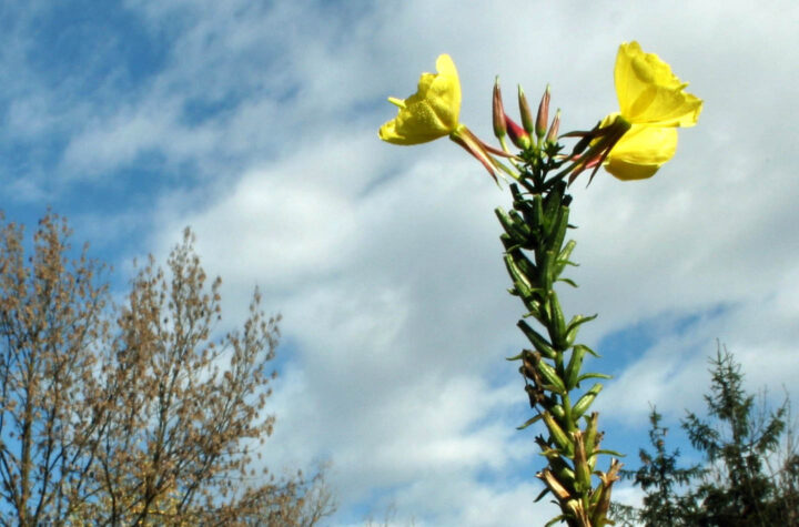 Evening primrose flower