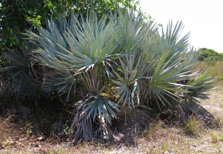 American dwarf saw palmetto