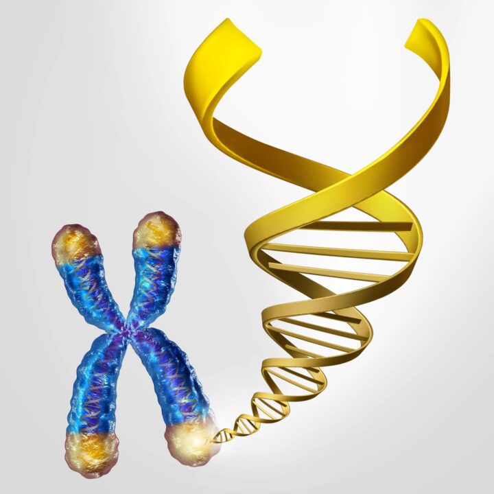 A chromosome with telomeres at each end