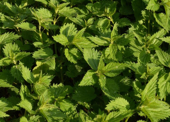 Stinging Nettle
