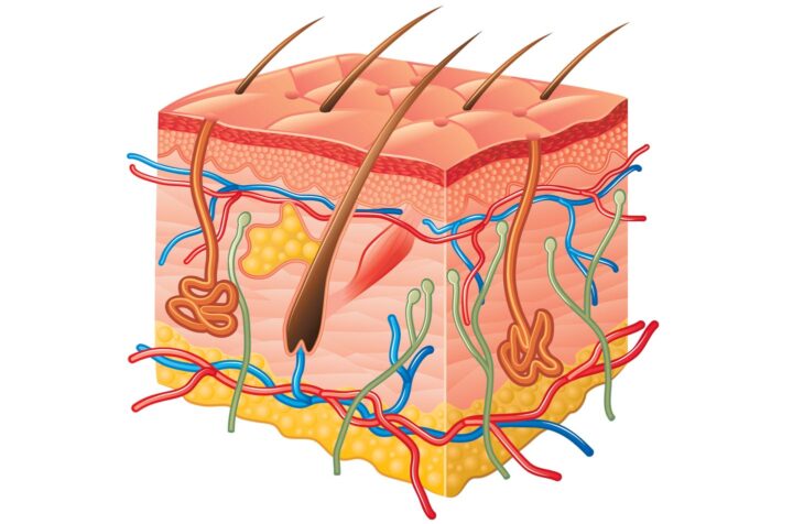 A cross section of the skin with hair follicles