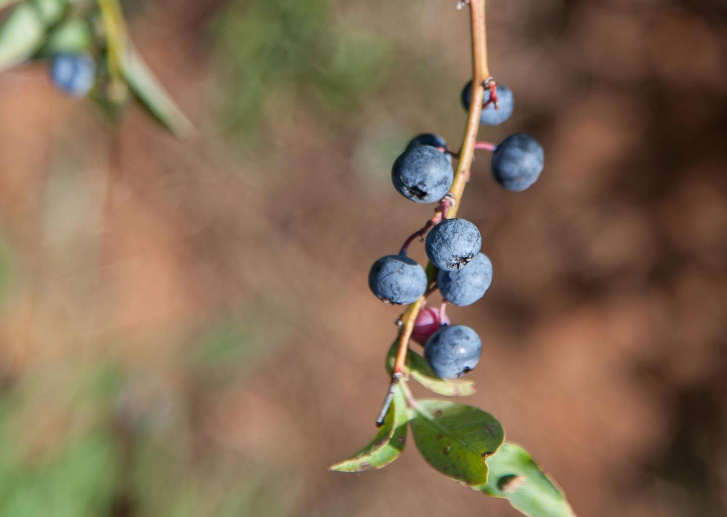 Berries-Delicious Medicine