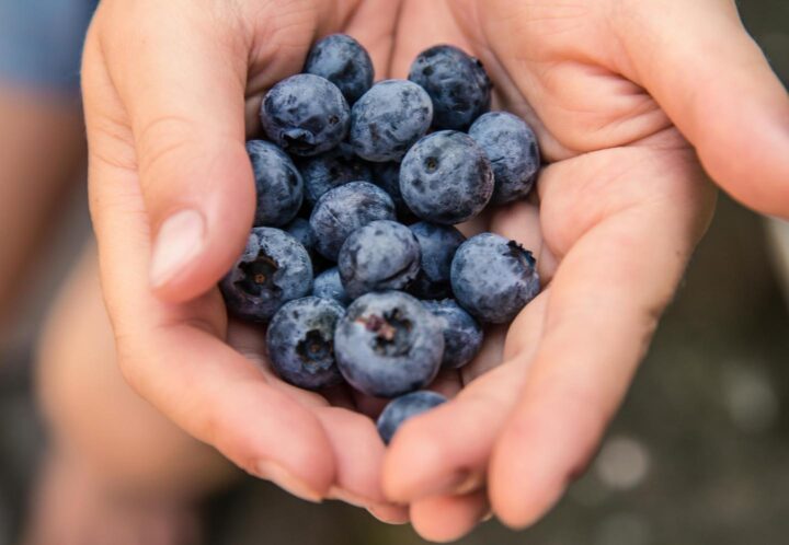 Hands holding blueberries