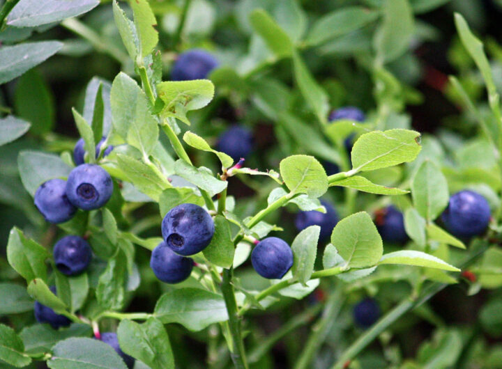 A bilberry plant with fruits