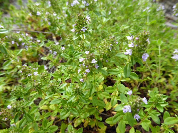 Thyme