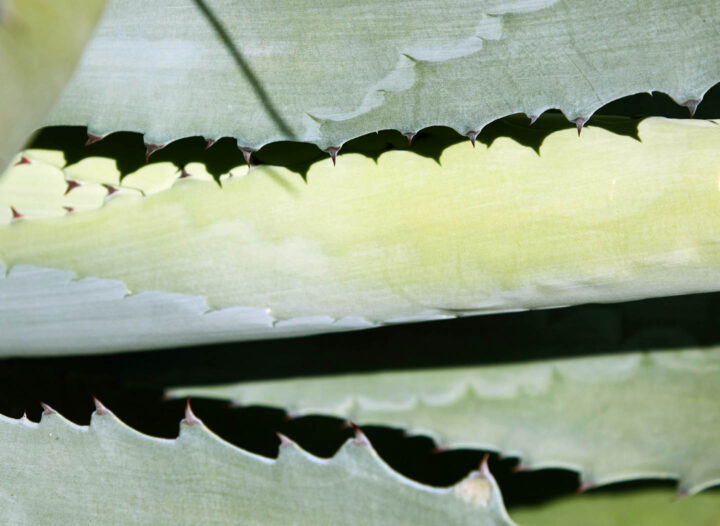 Aloe vera leaves