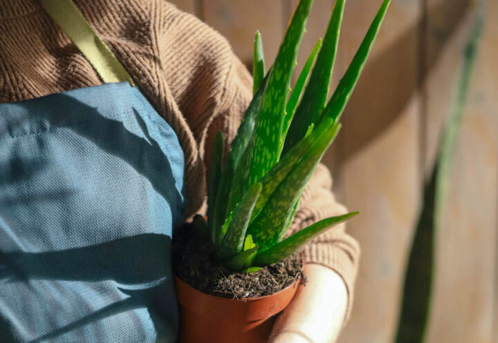 A gardener with a potted aloe vera plant ready to transplant outside