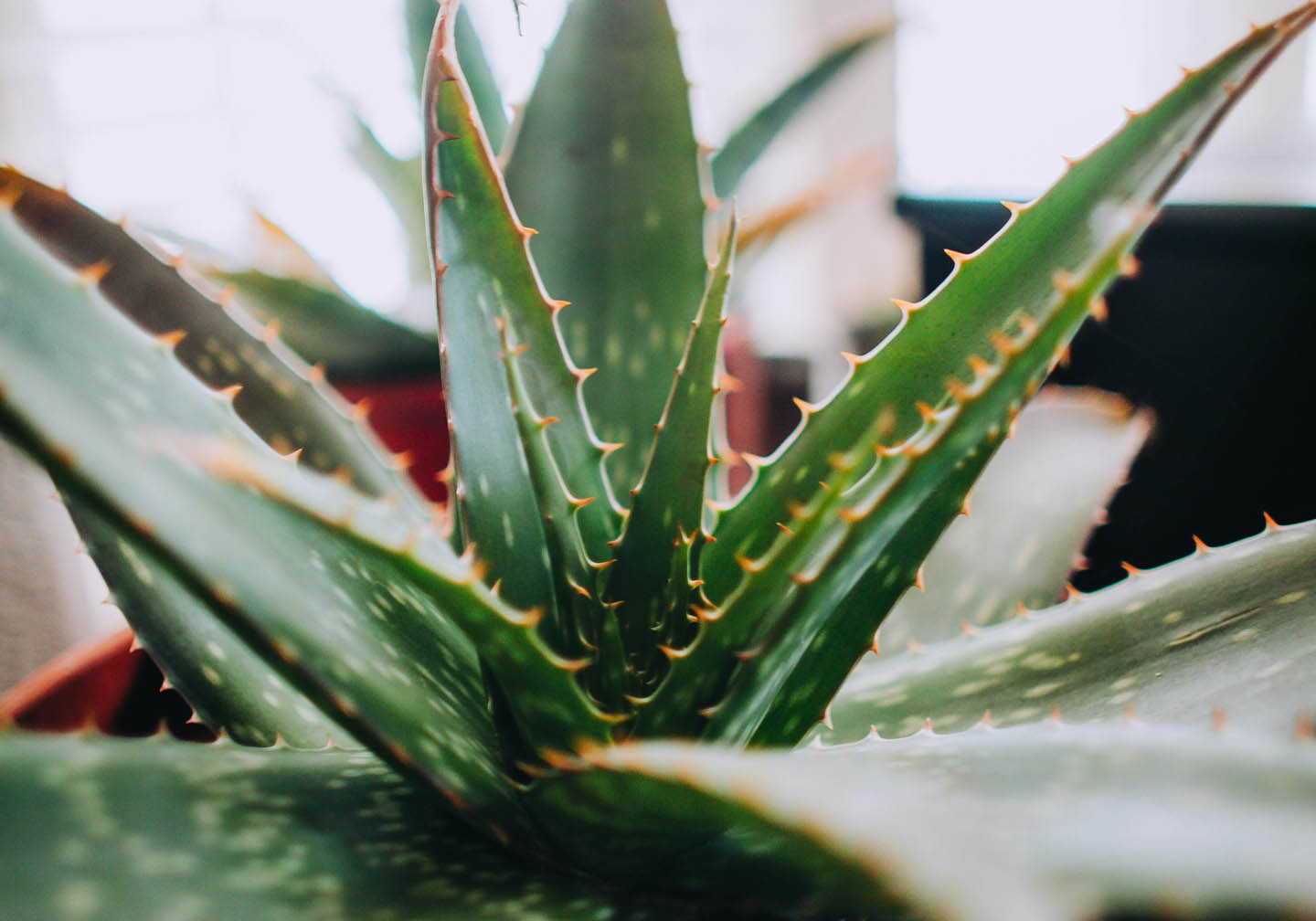 Aloe Vera