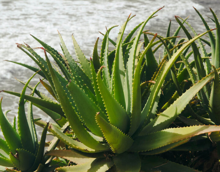 An aloe vera plant on the beach