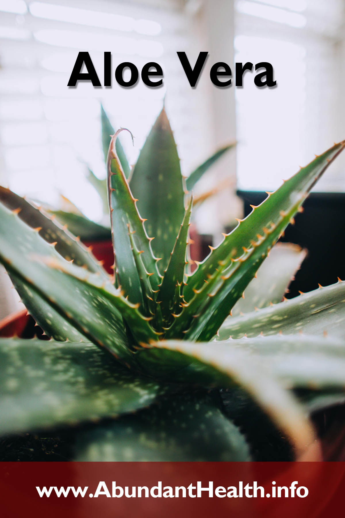 Aloe Vera