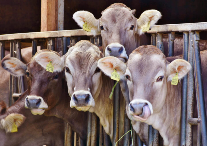 Cattle being confined in a farm