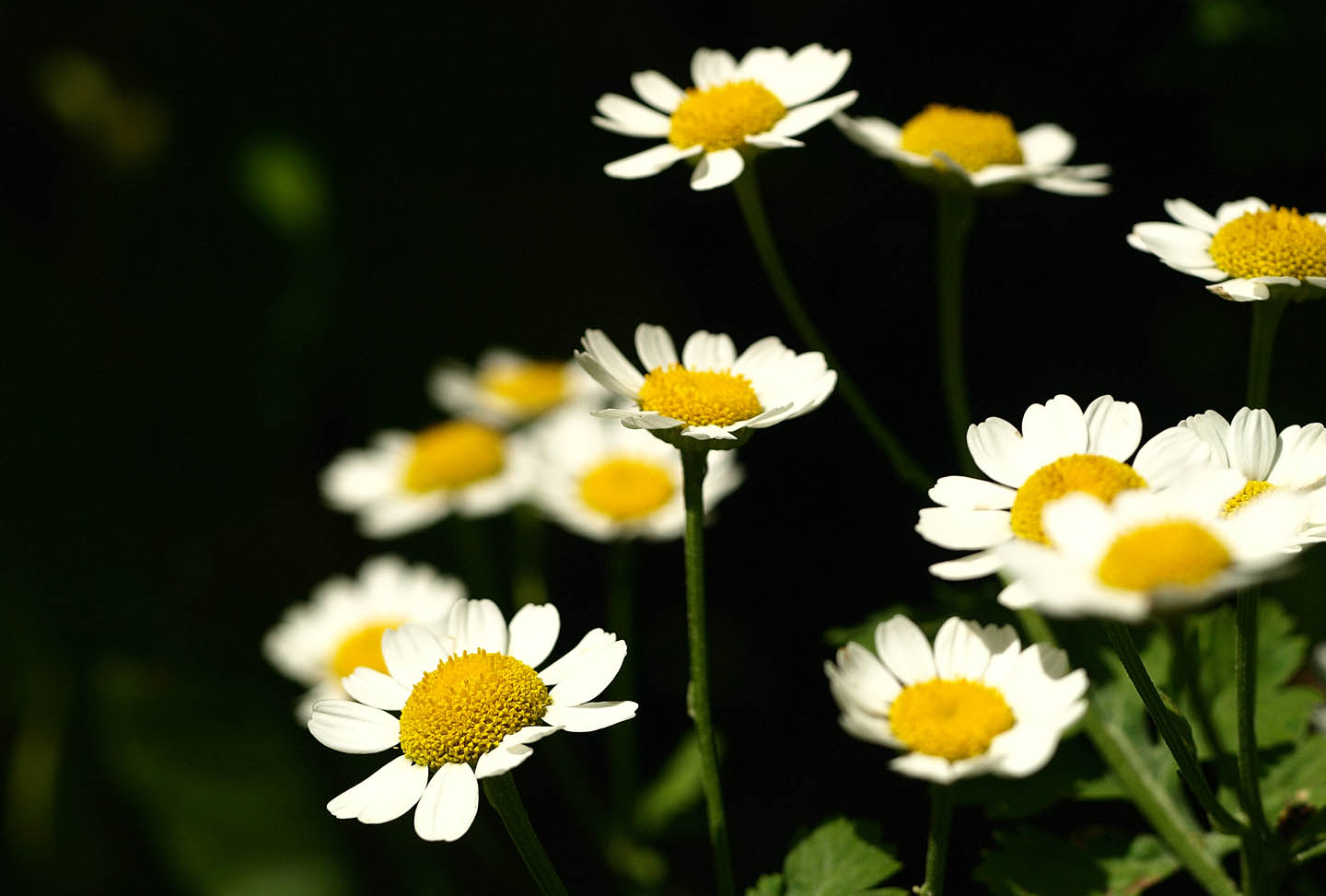 Feverfew for Migraine Relief