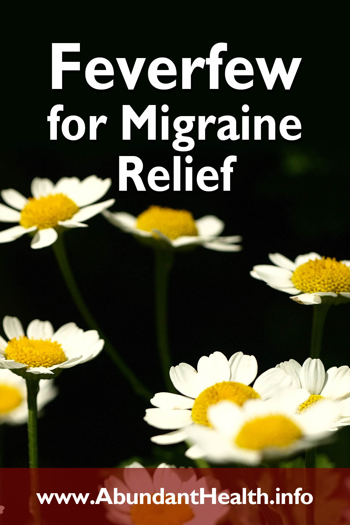 Feverfew for Migraine Relief