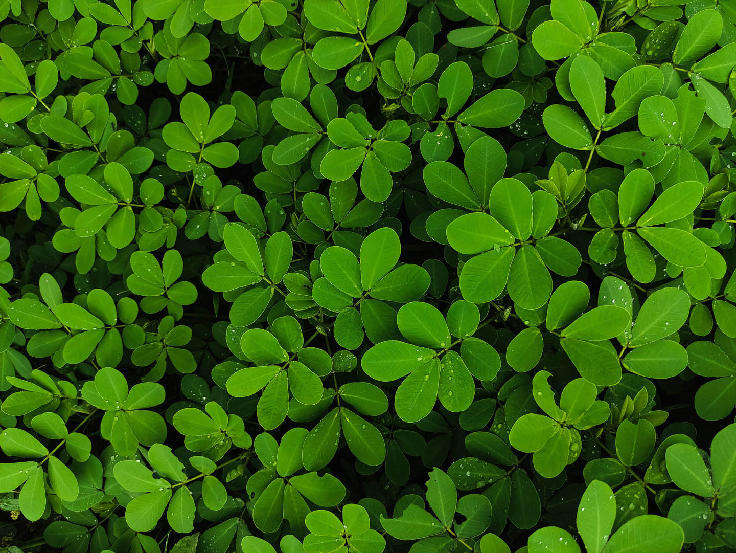 Fenugreek – An Ancient Friend Revisited