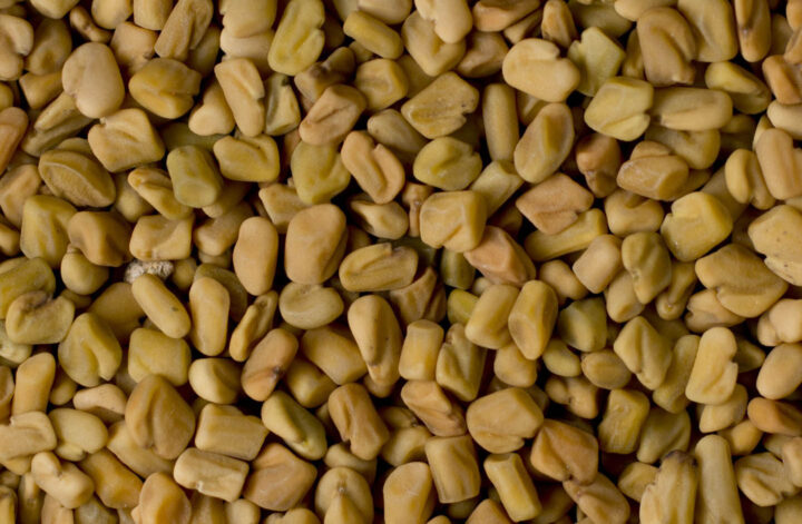 Closeup of fenugreek seeds