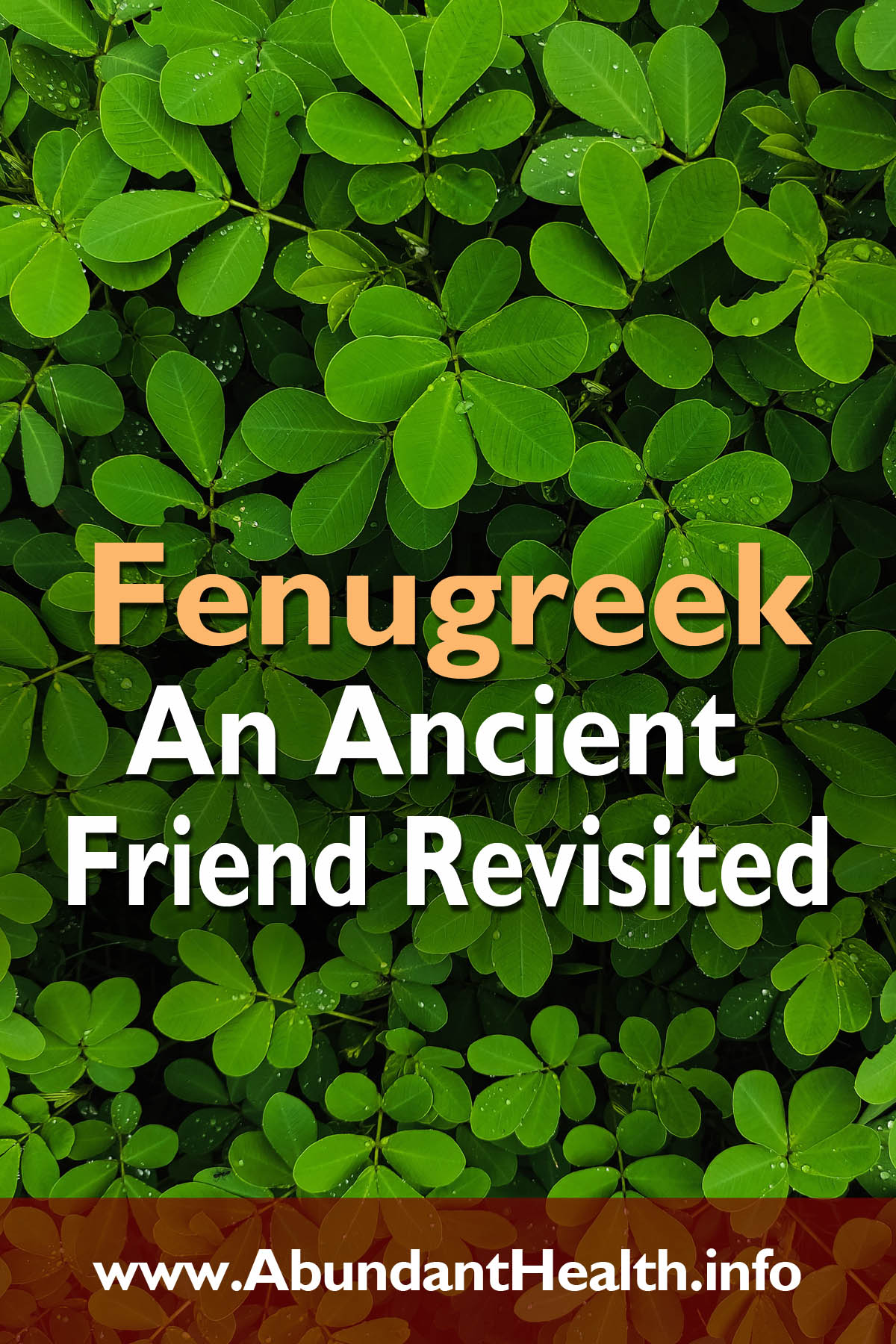 Fenugreek – An Ancient Friend Revisited